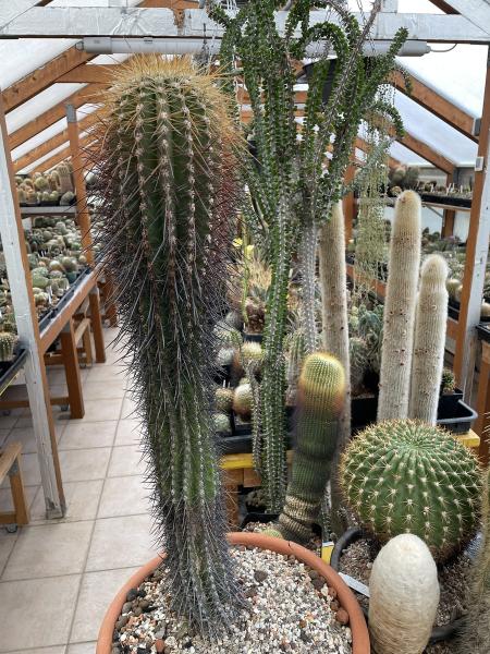 Trichocereus pasacana